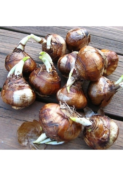 Garden Opera Narcissus Nergis Çiçeği Soğanı 3 Adet