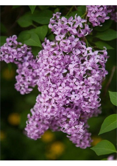 Kokulu Leylak Çiçeği Fidanı 1 Adet Saksılı 30-60 Cm Syringa