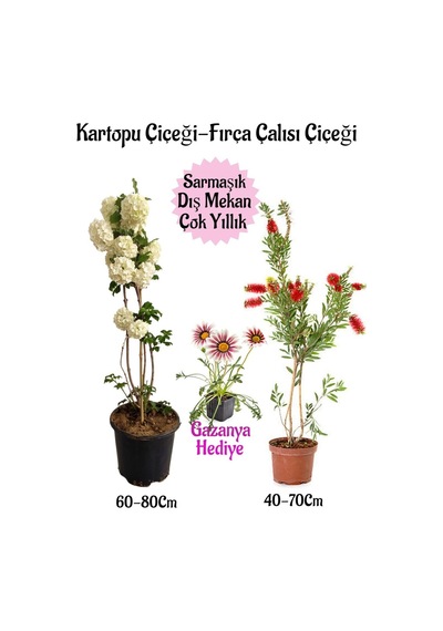 Kartopu Çiçeği 1 Adet +fırça Çalısı 1 Adet+pembe Gazanya Saksılı Bahçe Seti