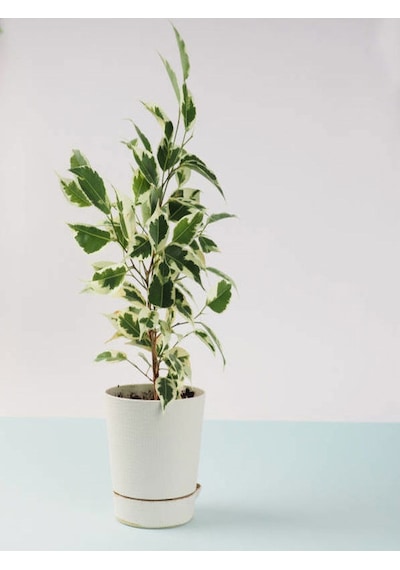 Çift Dal Alacalı Beyaz Benjamin 40-70cm 1 Adet Tüplü İç/ Dış Mekan Bitkisi