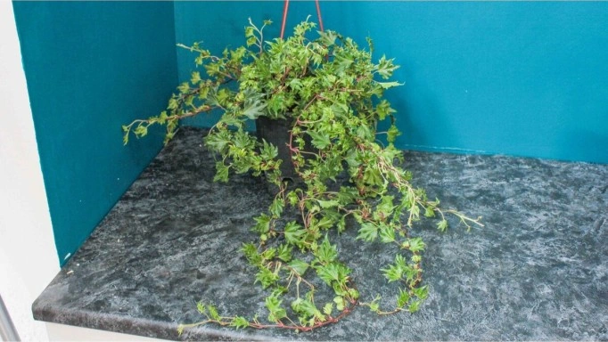 Çınar Yapraklı Hedera Helix Sarmaşık Duvar Orman Sarmaşığı 10-20 Cm