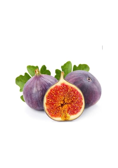 Siyah İncir Ağacı Bonzai Ağacı Tohumu Ekim Seti 5 Tohum +Saksı+To