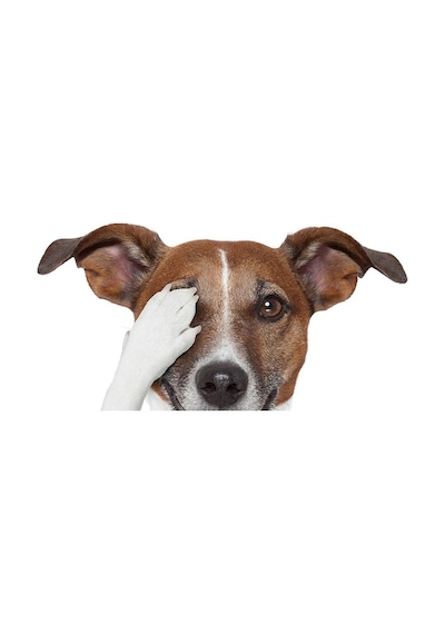 Terrier Sevimli Köpek Sticker Yapıştırma 18cm Model5