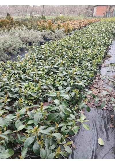 Kartopu Viburnum Lucidum 1 Adet 60-80 Cm Saksılı Dış Mekan Bahçe Peyzaj Çit Bitkisi