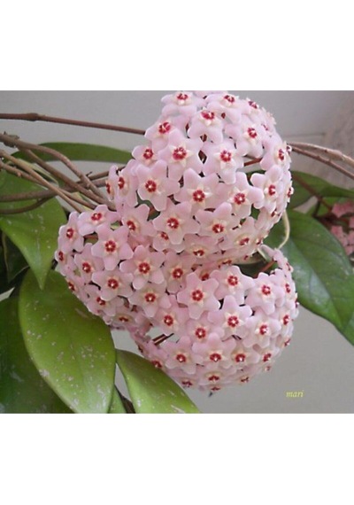 Serada Decor Plant Mum Çiçeği Fidanı 30 Cm Kokulu Pembe Renk