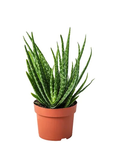 Torbalı ve Tüketime Uygun 3 Yaş Aloevera Fidanı