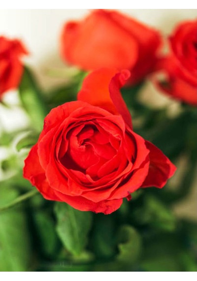 1. Kalite Özel Seri 3 Adet Chica Açık Kırmızı Gül 45-85cm Saksılı Chica Light Red Rose