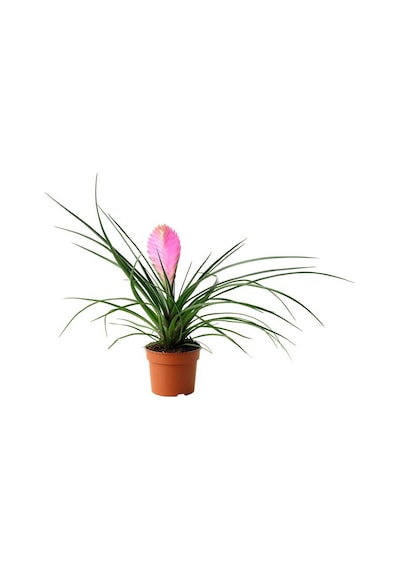 Hava Bitkisi (Tillandsia) Airplant  15-20 cm 2 Adet