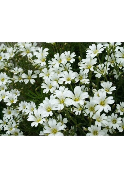 20 Adet Snow In Summer Chickweed Tohumu