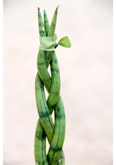 Örgülü Paşa Kılıcı Sansevieria Cylindrica