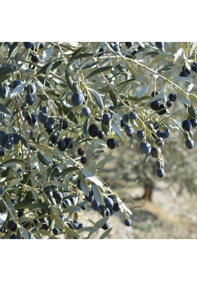 Tüplü Yabancı Menşei Yağlık Ve Sıkımlık Avustralya Ligurian Zeytini Fidanı