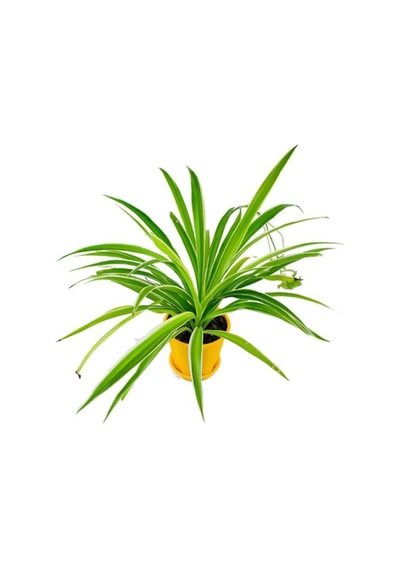 Kurdele Çiçeği Chlorophytum Fidanı 10-20 Cm