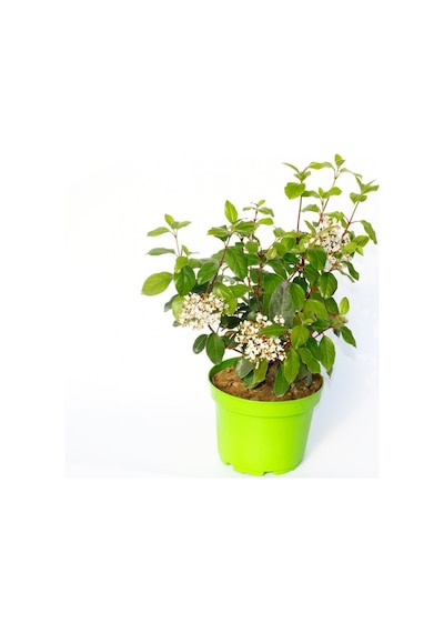 Viburnum Tinus - Yaprak Dökmeyen Kartopu Yeşil Saksıda