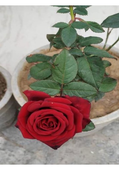Videolu Yediveren Kırmızı Renkli 40 60 Cm 1 Adet Saksılı Aşılı Gül Fidesi Red Rose