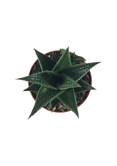 Haworthia Limifolia (Sukulent) Ø10,5 CM Y10-15 CM
