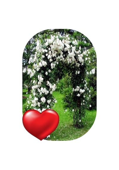 3 Adet Gül Fidanı Sarmaşık Beyaz Açık Kök Kokulu Yediveren 50-75 cm