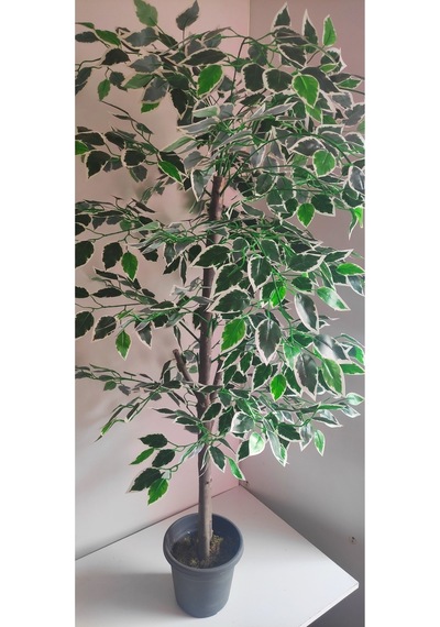 Rüzgar Çiçekcilik 160 Cm Ficus Ağacı Yeşil