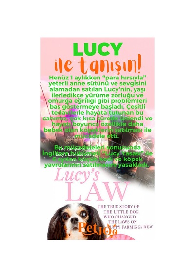 Petjoo 11.Lucy Turuncu-Yeşil Qr'lı Köpek Künyesi