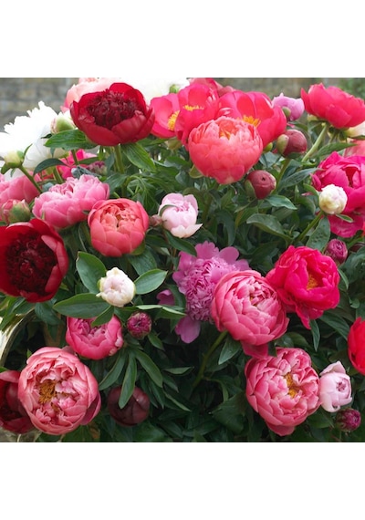 Peonies Festiva Mixed Şakayık Çiçeği Yumrusu-Rizomu 3 Adet