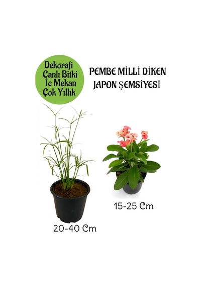 Japon Şemsiyesi 1 Adet Saksılı+pembe Milii Dikenler Tacı1 Adet Saksılı Salon Bitkisi