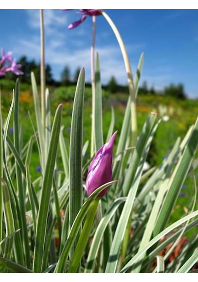 Videolu Sosyete Sarımsağı Çiçeği 40 50 Cm 1 Adet Tüplü Çiçekli Bodur Bitki Tulbaghia Violacea