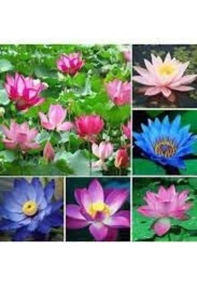 10 Adet Karışık Renkte Lotus Tohumu Nilüfer Tohumu