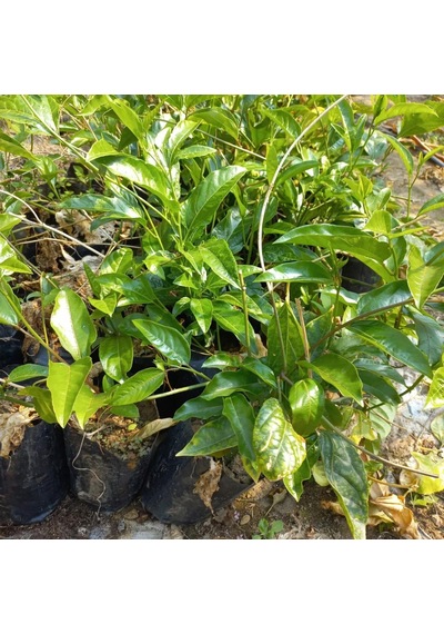 Sarı Meyveli Çarkıfelek Pasiflora Edulis Panama Gold