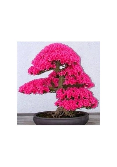 10 Adet Japon Sakura Bonsai Ağacı Tohumu