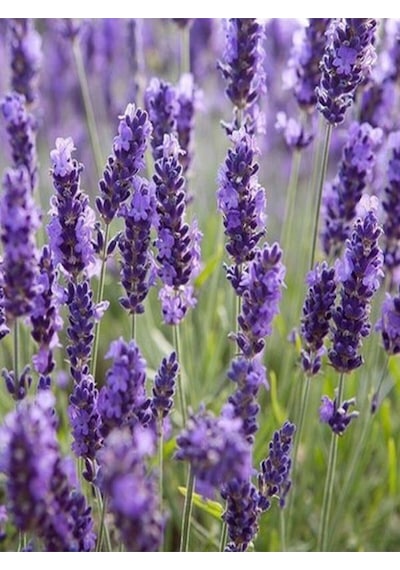 Videolu Şahane Kokulu 5 Adet Lavanta Çiçeği Fidanı 40-60cm Saksılı Lavander