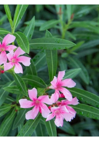 Videolu Pembe Zakkum Fidanı Saksılı 40-65 Cm Saksılı Çiçekli Bodur Bitkiler Oleander
