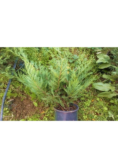 Yayılıcı Leylandi Cupressocyparis Leylandii Horizantelis 40-60 Cm