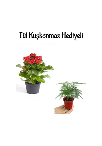 Öğretmenler Gününe Özel Hediyelik Kırmızı Renk Kalanşo Çiçeği Tül Kuşkonmaz