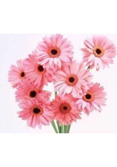 100 Adet Tohum Nadir Bulunan Pembe Papatya Çiçeği Tohumu