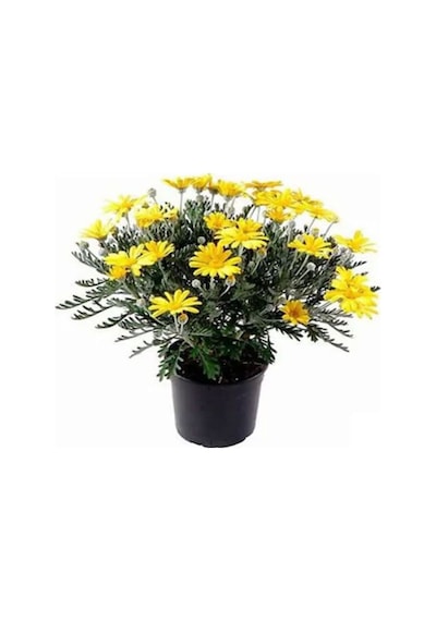 Videolu 1 Adet Sarı Papatya Fidanı Saksılı 35-65cm Yellow Daisy Sapling
