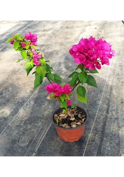 Videolu Çiçekli Bodur Begonvil Çalı Tipi Begonvil Saksıda Fuşya Renkli 15-30 1 Adet Bougainvillea