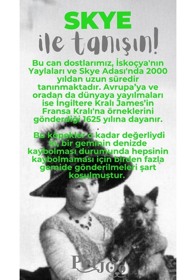 Petjoo 6.Skye Gri-Yeşil Qr'lı Köpek Künyesi