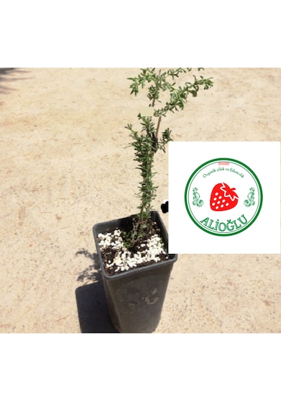 1 Adet Goji Berry