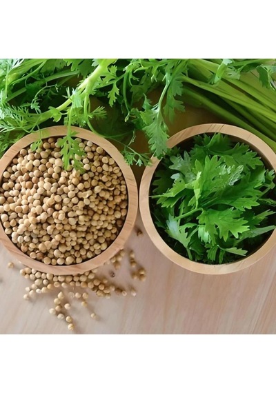 Doğal Geniş Yaprak Doğal Aşotu Kişniş Tohumu 1 Kg