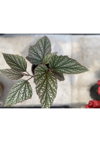 Videolu Çilli Begonya 1 Adet Saksılı 20-40cm Iç Mekan Salon Bitkisi Begonia Corallina