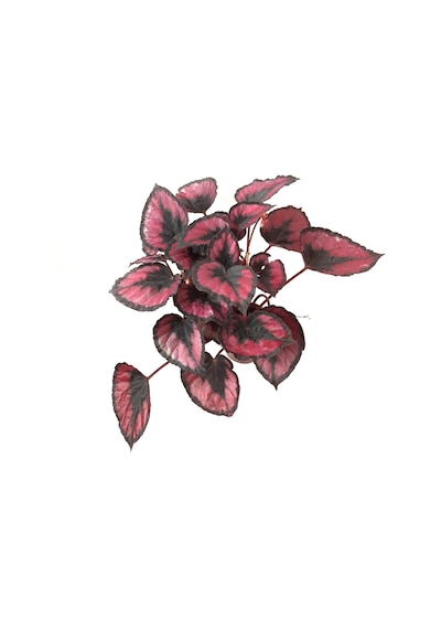 Begonia Rex 'red Kiss' Begonya Çiçeği