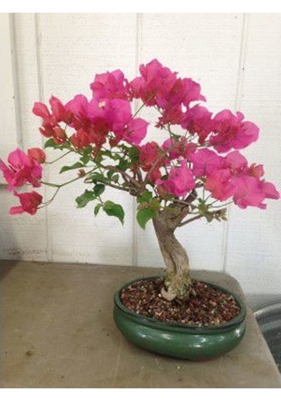 5 Adet Bodur Bonsai Orkide Ağacı Tohumu + Tohum