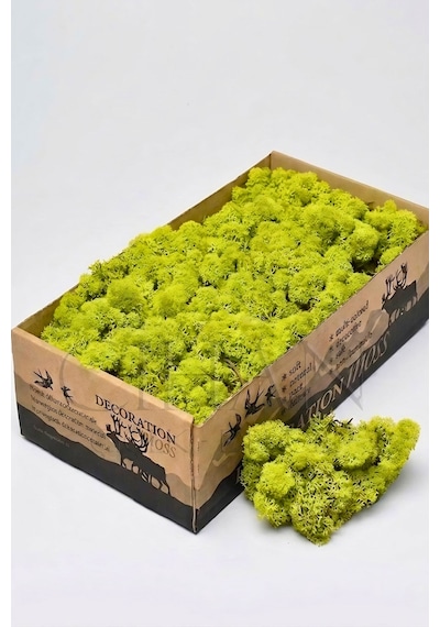 Cihan Çiçekçilik Açık Yeşil Şoklanmış Norveç Moss Ren Geyiği Yosunu 500 Gr