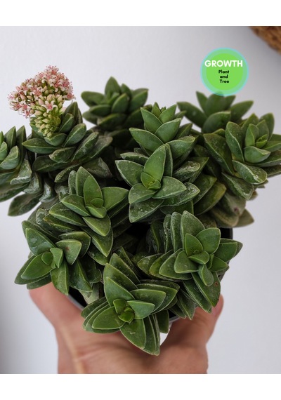 Crassus Springtime Multi Form 1 Adet