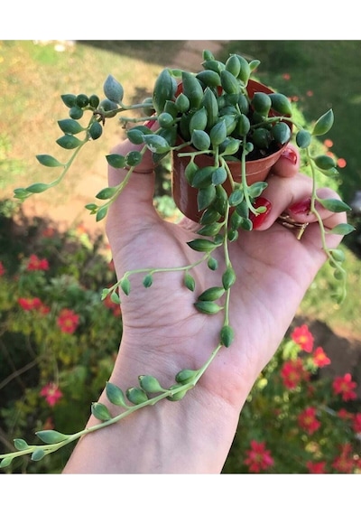 Senecio Rowleyanus - Boncuk Yapılı Tesbih Çiçeği