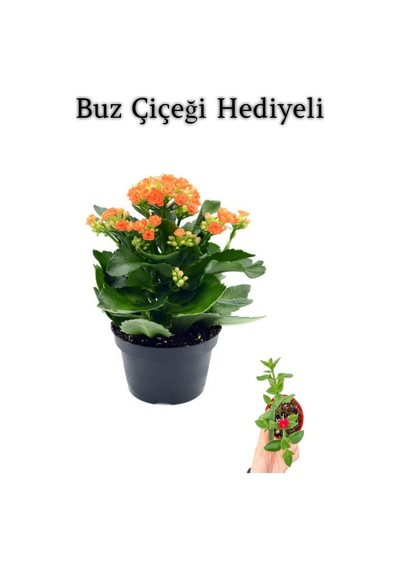 Kadınlar Gününe Özel Turuncu Renk Kalanşo-emel Hanım Çiçeği Buz Çiçeği Hediyeli