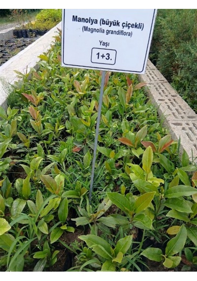 Tüplü Büyük Çiçekli Manolya Fidanı Magnolia Grandiflora Herdem Yeşil Kokulu