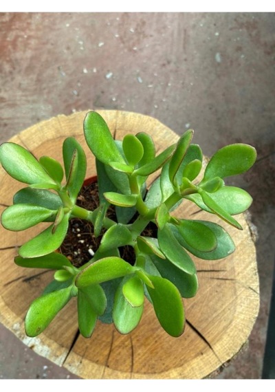 Crassula Ovata Para Çiçeği Para Çiçeği Yerli Üretim 10-20 Cm