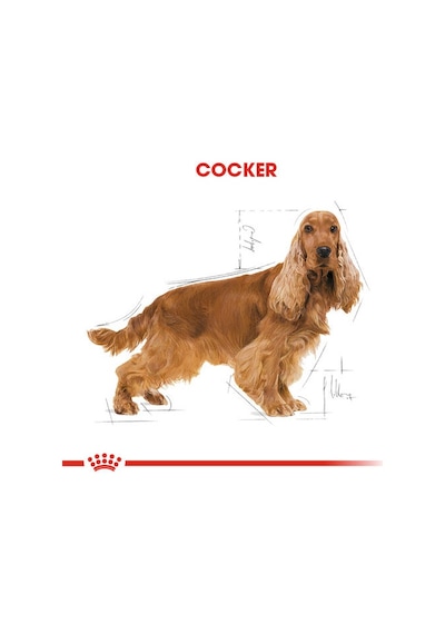 Royal Canin Cocker Spaniel Yetişkin Köpek Maması 3 KG