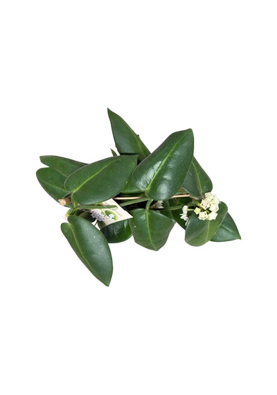 Hoya Calycina 'stargazer' Mum Çiçeği