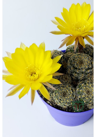 Lobivia Arachnacantha Bol Yavrulu Çiçek Açan Kaktüs 8.5 Cm Saksıda
